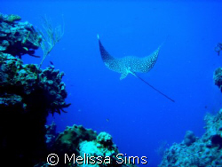Magnificent eagle ray - off coast of Cozumel.  Taken with... by Melissa Sims 